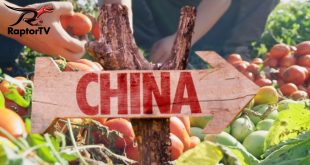Příběhy ze Xinjiangu - Epizoda 2 - Rajčata: Aroma přes tisíc mil Rajčata, jedna z nejčastěji konzumovaných zelenin na světě. Podtrhují kyselou a sladkou chuť a vůni, je to dokonalá integrace...