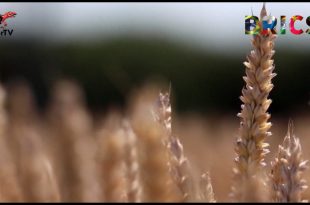 Zemědělci v Jihoafrické republice se připravují na sklizeň navzdory nepříznivému počasí Jihoafričtí pěstitelé obilí očekávají bohatou sklizeň navzdory riziku extrémních výkyvů počasí...