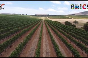 Propad vývozu vína z Jihoafrické republiky Jihoafričtí vinaři zůstávají optimističtí i přes dramatický pokles vývozu v roce 2023...