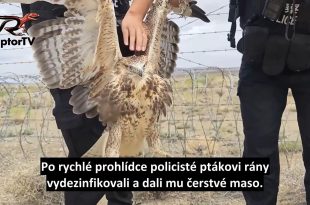 Záchrana jestřába lesního v Číně